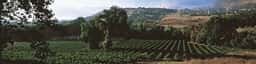 Montevetrano Campania Wines